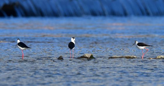 롱다리는 가진 장다리물떼새