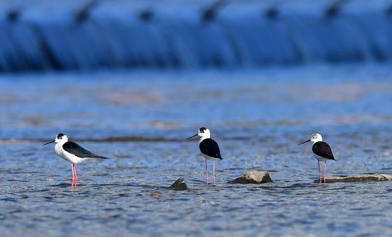 예쁜 장다리물떼새