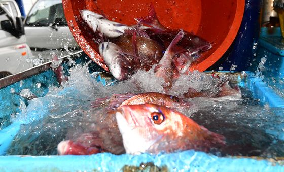 싱싱한 참돔이 가득
