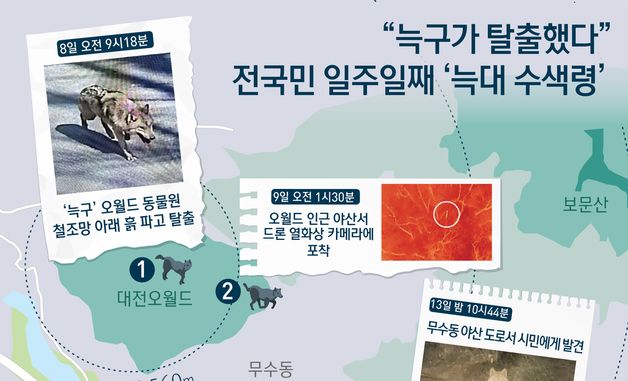 [오늘의 그래픽]"늑구가 탈출했다"…전국민 일주일째 '늑대 수색령'