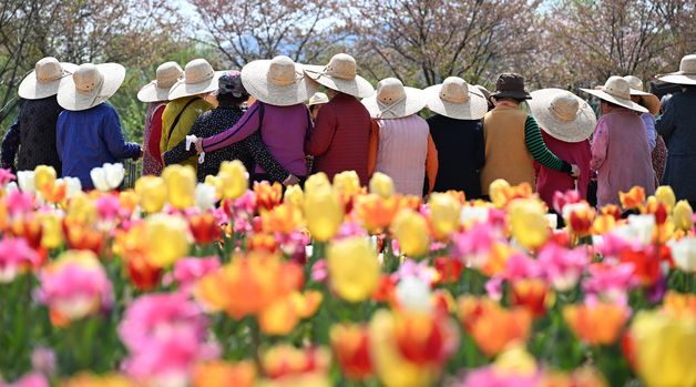 형형색색 튤립 만발한 거창창포원