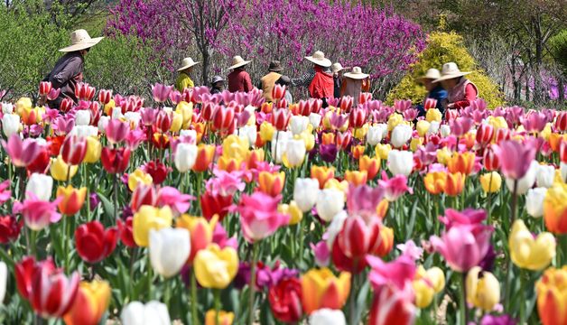 형형색색 튤립 가득