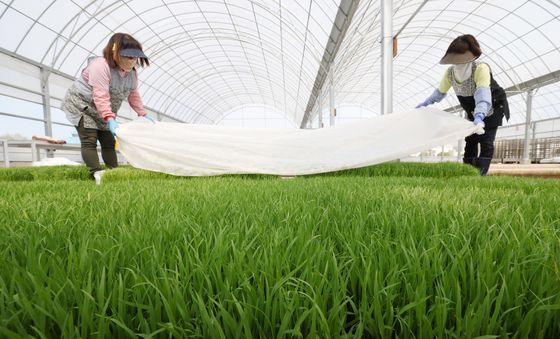육묘작업하는 국립식량과학원 관계자들