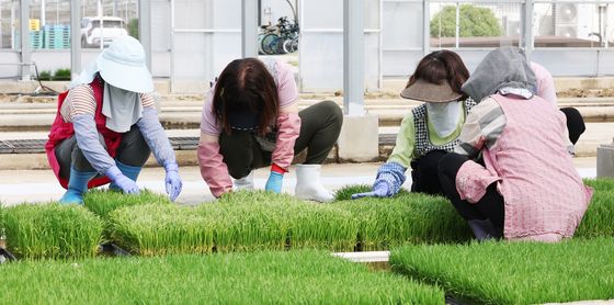 '육묘작업 합니다'