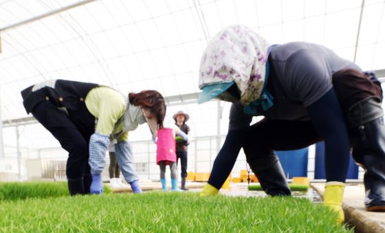 곡우 앞두고 육묘작업
