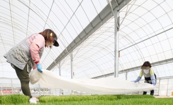 육묘작업하는 국립식량과학원 관계자들