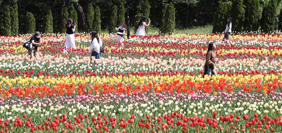 튤립 곱게 핀 이월드