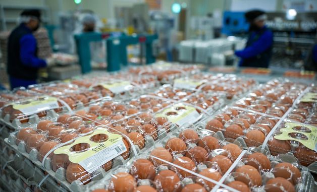 가득 쌓인 태국산 신선란