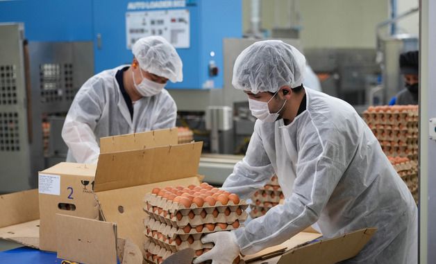 포장 작업 중인 태국산 신선란