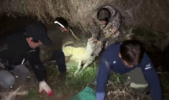 대전 오월드 동물원 탈출 늑대 '늑구' 생포