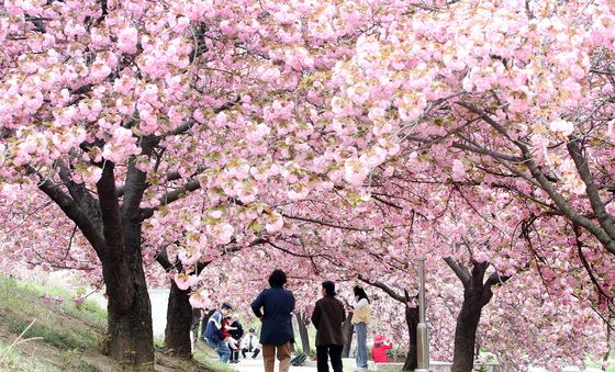 '벚꽃엔딩 아쉬워 마' 겹벚꽃 활짝!