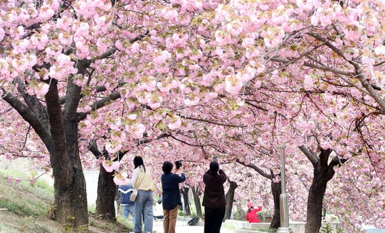 '겹벚꽃 꽃대궐'