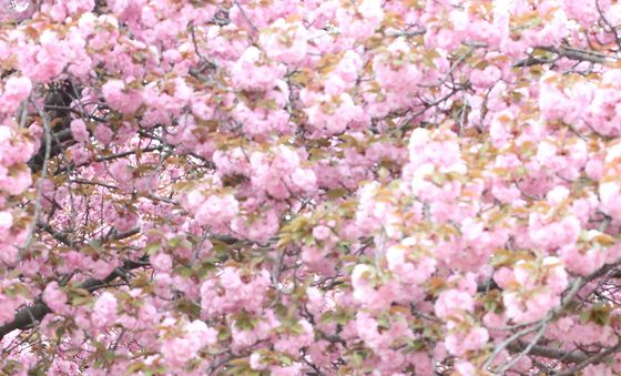 겹벚꽃 분홍빛 물든 대구대 경산캠퍼스