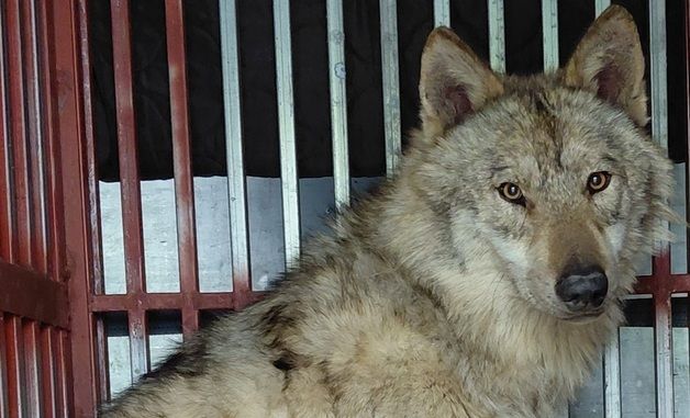 시술 후 회복중인 \'늑구\'