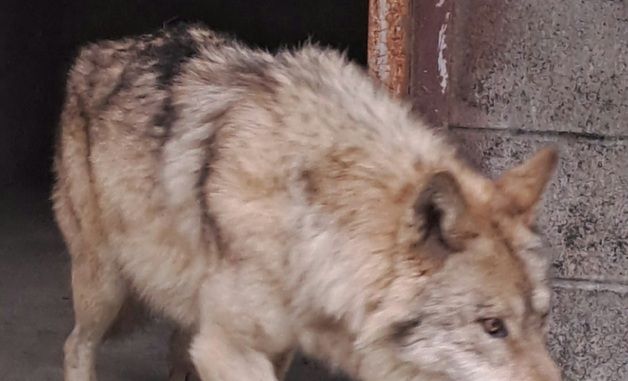 시술 후 회복중인 \'늑구\'