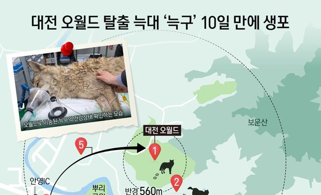 [오늘의 그래픽] 대전 오월드 탈출 늑대 '늑구' 10일 만에 생포