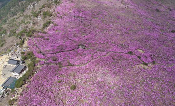 온통 보랏빛 참꽃