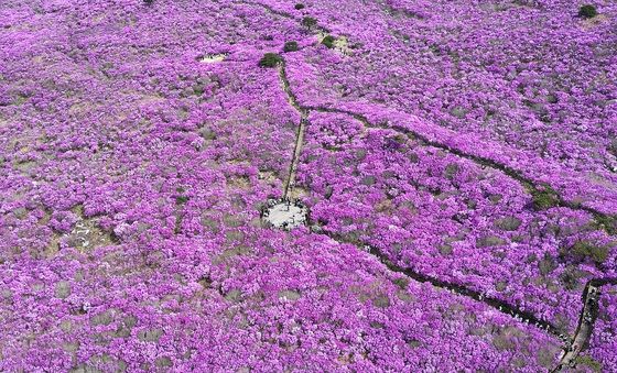 참꽃 만개한 대구 달성군 비슬산
