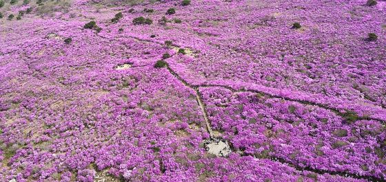 참꽃 만개한 대구 달성군 비슬산