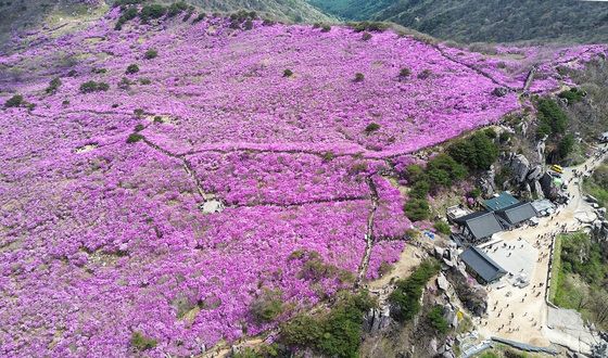 대구 달성군 비슬산 '보랏빛 참꽃 세상'