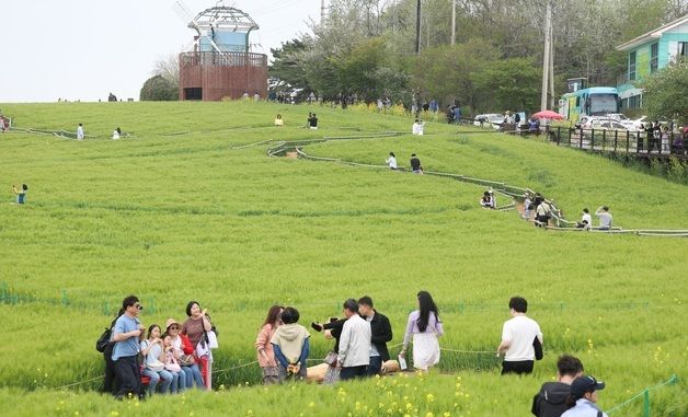 청보리밭 따라 산책 즐기는 나들이객들