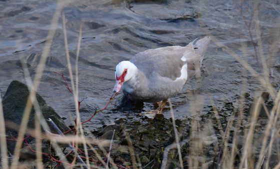 형산강에 날아온 사향 오리