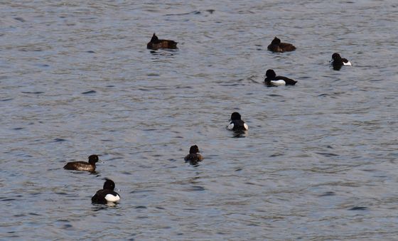 댕기흰죽지들의 봄