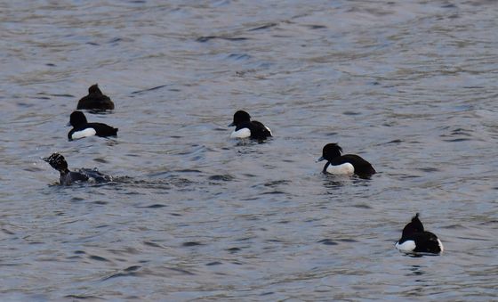 아침 즐기는 댕기흰죽지