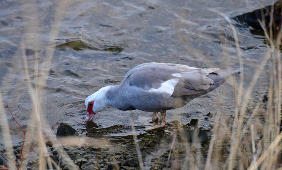 형산강 물 맛보는 사향오리