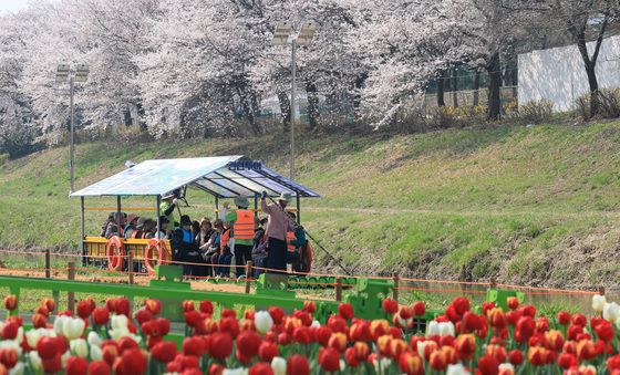 벚꽃 만개한 양재천에서 뗏목 체험하는 어르신들
