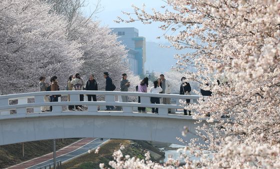'벚꽃길 사이로'