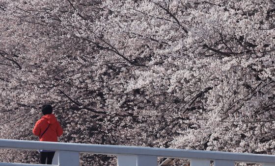 '벚꽃 가득'