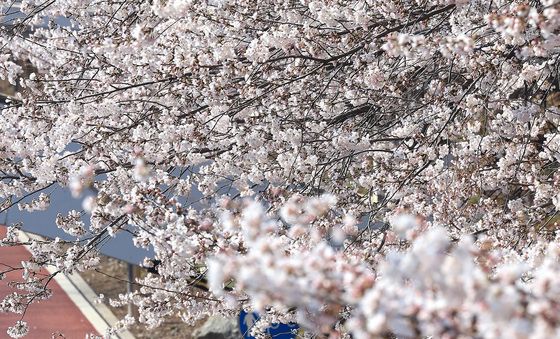 '자전거 타고 벚꽃길 달리는 시민들'
