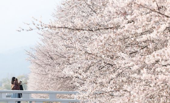 서울 상륙한 '하얀 팝콘'