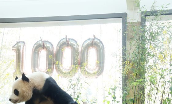 루이바오·후이바오 1000일 축하해