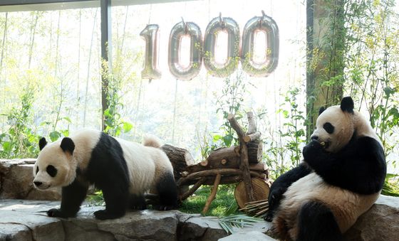 태어난 지 1000일 된 쌍둥이 판다들