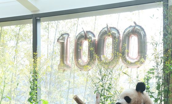 태어난 지 1000일 된 쌍둥이 판다들