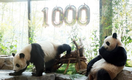 태어난 지 1000일 된 쌍둥이 판다들