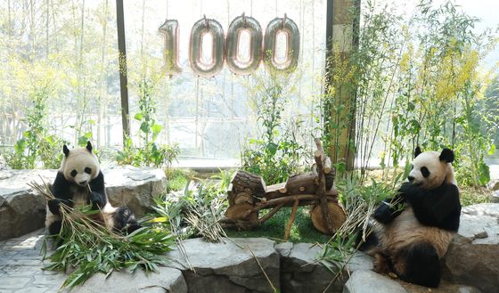 루이바오·후이바오 벌써 1000일…건강하게 자라줘서 고마워