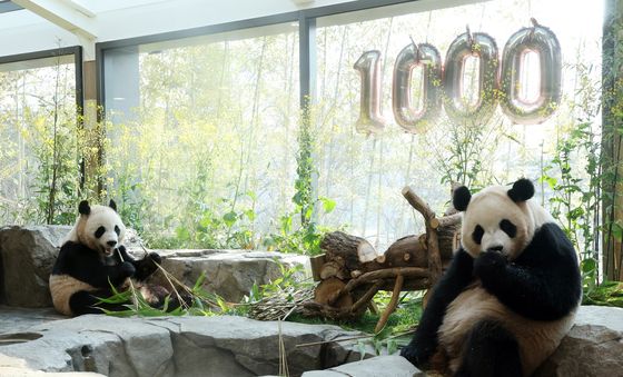 루이바오·후이바오 벌써 1000일…건강하게 자라줘서 고마워