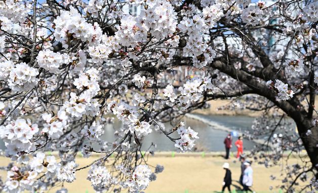 벚꽃 아래서 치는 파크 골프