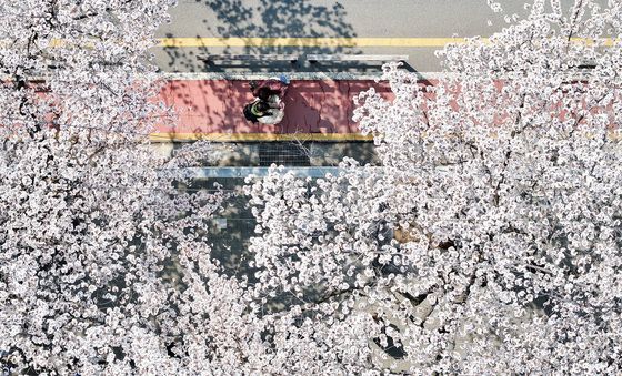 벚꽃 만개한 여의도