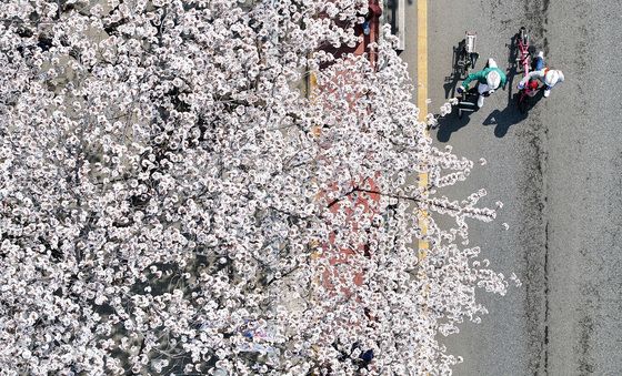 활짝 핀 여의도 벚꽃