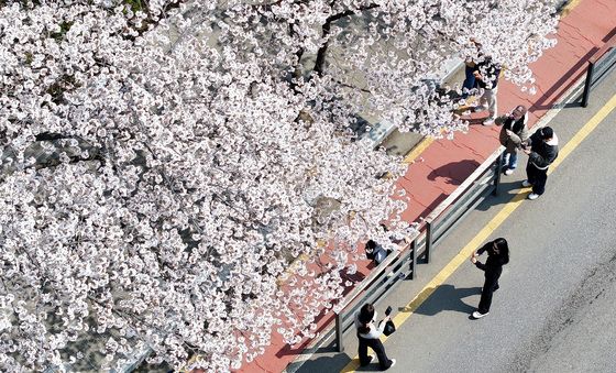 '벚꽃을 만나다'