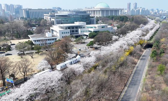 벚꽃 피어난 여의도