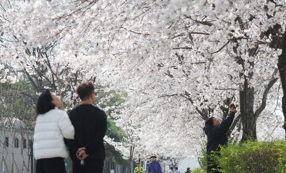 발걸음 멈추게 한 벚꽃