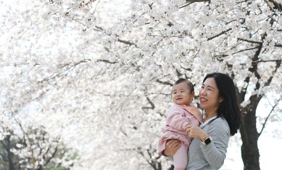 미소 짓게 만드는 벚꽃