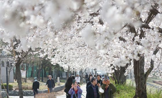 벌걸음 멈추게 한 벚꽃