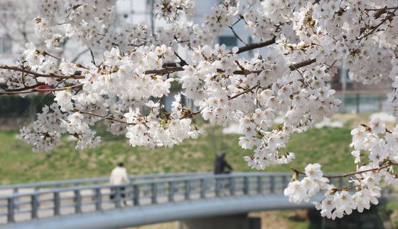 만개한 벚꽃