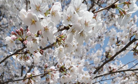 아저씨 발걸음 멈추게 한 벚꽃